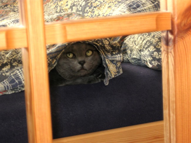 Missy, the Russian Blue Cat hiding under the cover in the bed