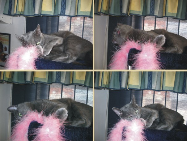 Missy playing with feathery toy