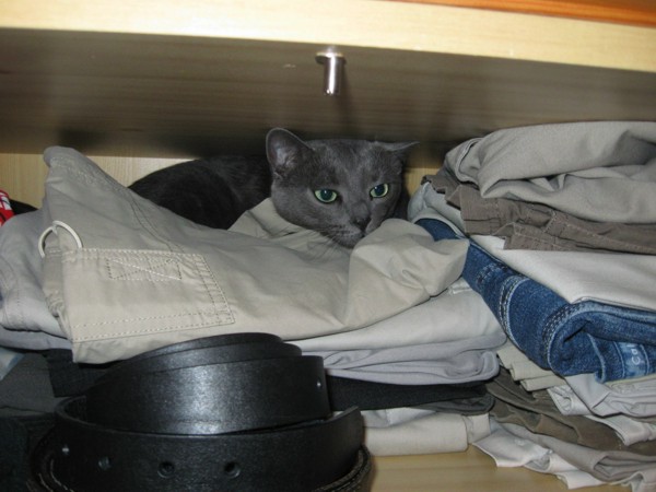 Missy the Russian Blue Cat in the closet