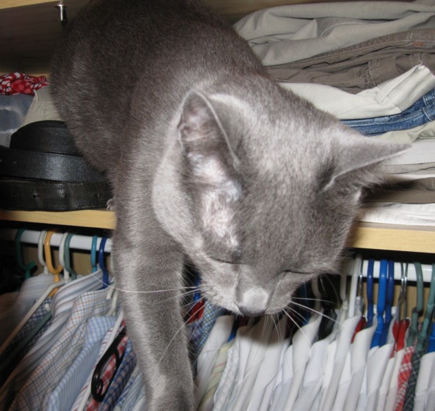 Missy the russian blue cat coming out of the closet
