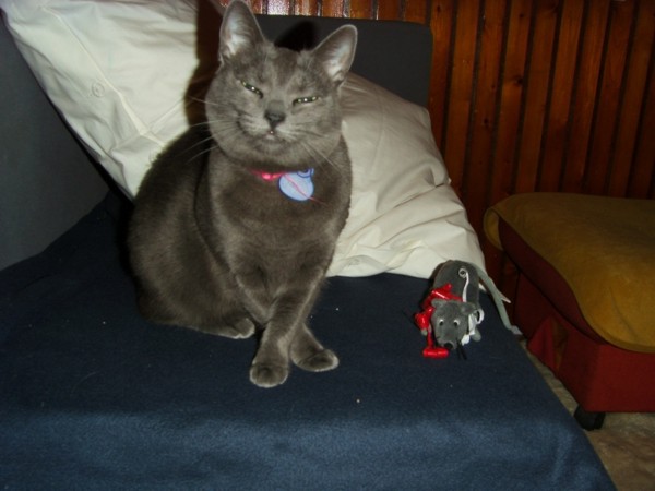 Missy the Russian Blue Cat is smiling