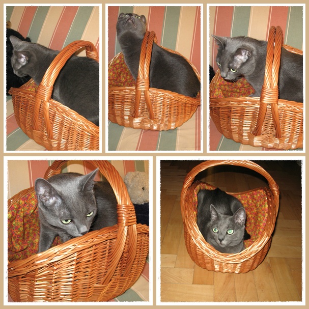Missy in her basket