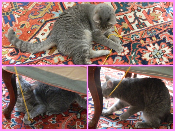 Lizzy playing with string