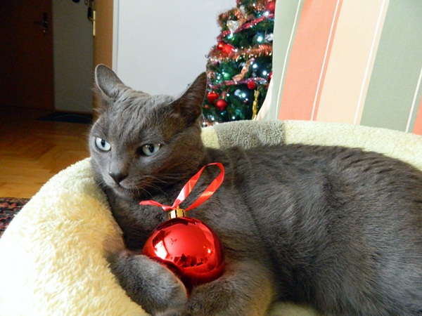 Missy and Christmas ornament