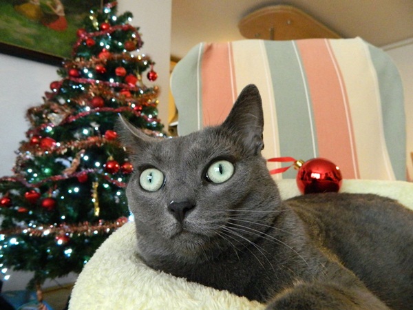 Missy and Christmas tree